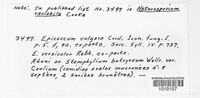 Epicoccum nigrum image